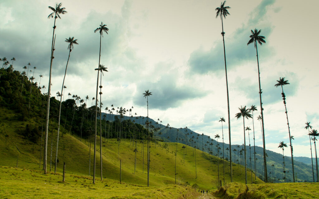 the wax palms of Cocora Valley