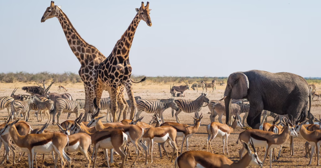 Etosha National Park