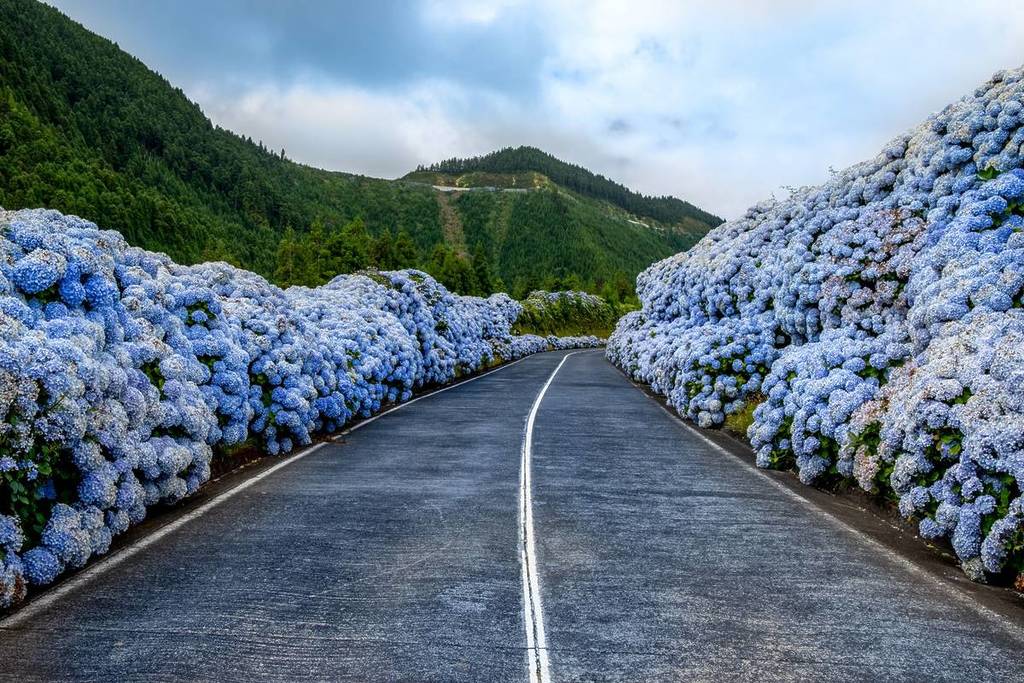Hydrangea-framed roads